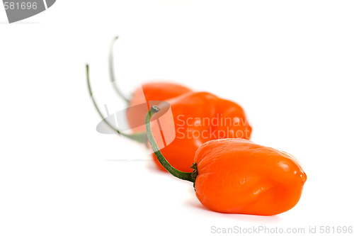 Image of Three Habanero Peppers