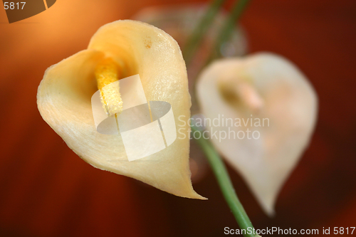 Image of Flower closeup, Perfect for a background with space for text