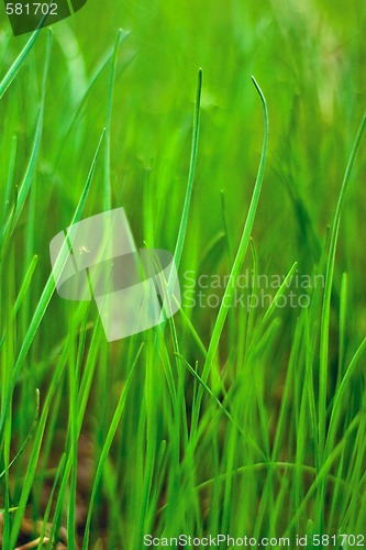 Image of green grass