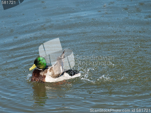 Image of mallard 