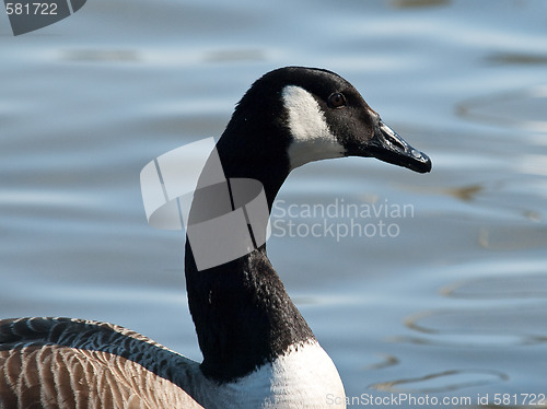 Image of canada goose