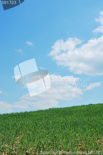 Image of Sky And Grass