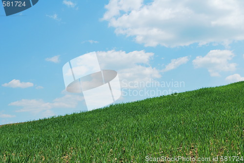 Image of Sky And Grass