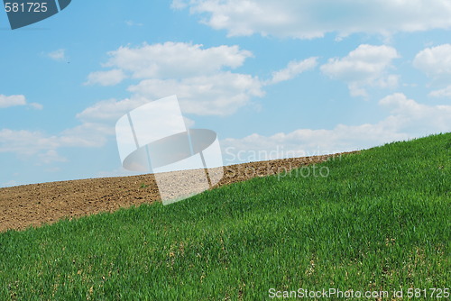 Image of Sky And Grass
