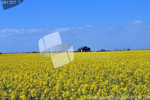 Image of Yellow Field