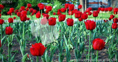 Image of Red Tulips