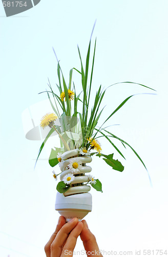 Image of Eco Light Bulb With Flowers