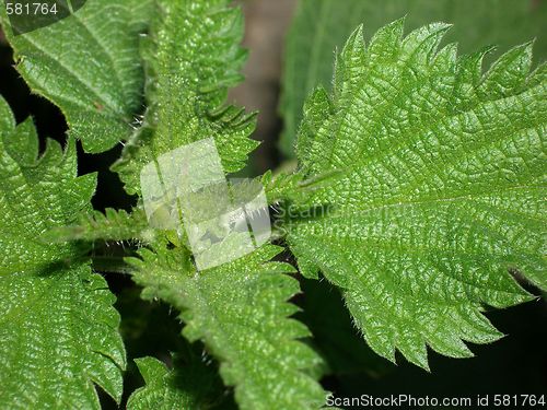 Image of nettle