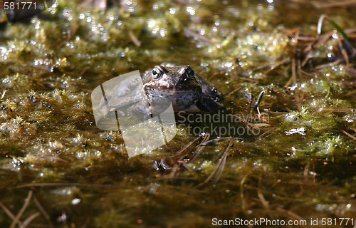 Image of frog in the swamp