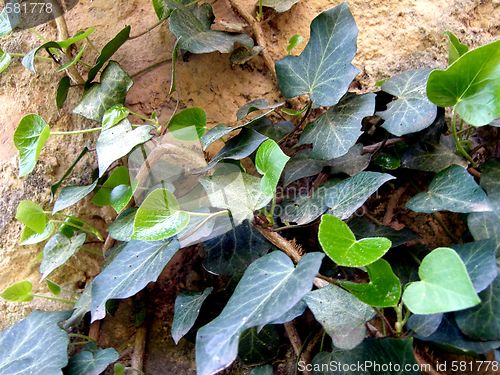 Image of ivy