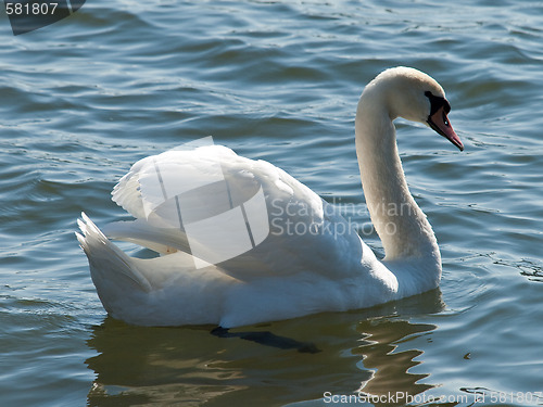 Image of swan