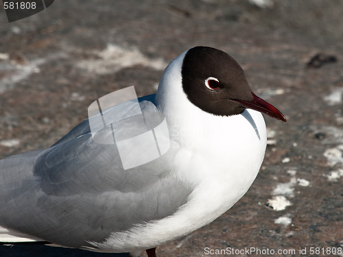 Image of black-headed gull