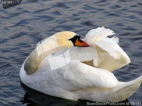 Image of Swan