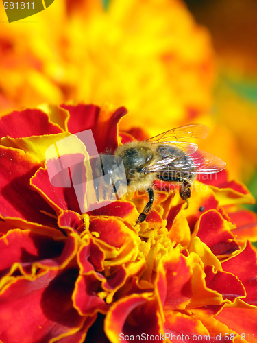 Image of Working Bee