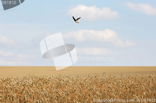 Image of Cornfield with Bird