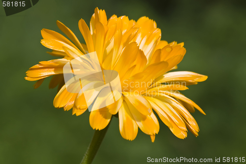 Image of Marigold