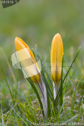 Image of Crocus