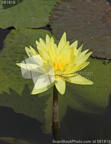 Image of Yellow Water Lily