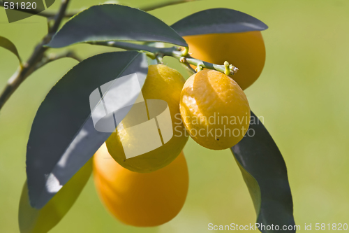 Image of Kumquat