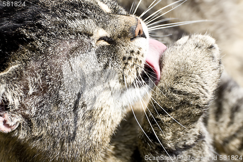 Image of Cat Face