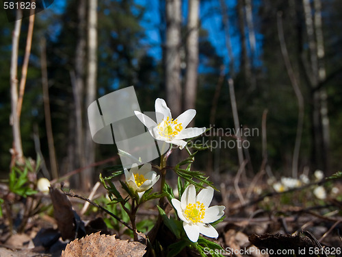 Image of anemone nemorosa