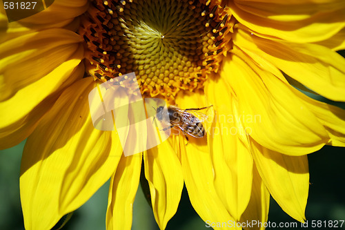 Image of Sunflower with Bee