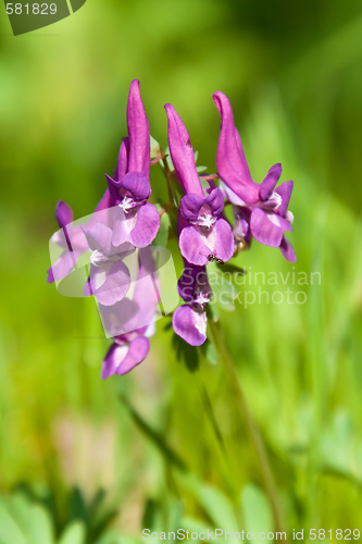 Image of Purple Flower