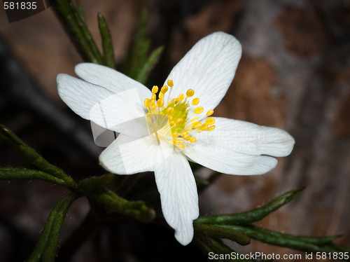 Image of anemone nemorosa