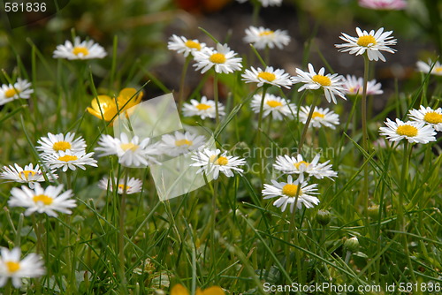 Image of flower field