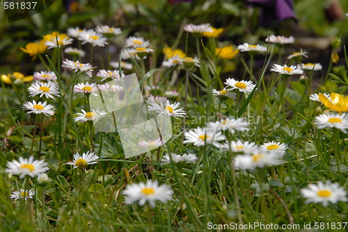Image of flower field