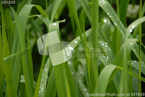 Image of waterdrops