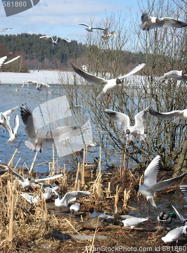 Image of Seagulls