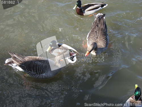 Image of Geese and ducks