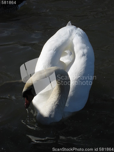 Image of Swan