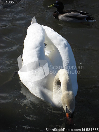 Image of Swan and duck