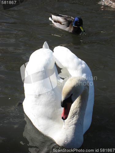 Image of Duck following a swan