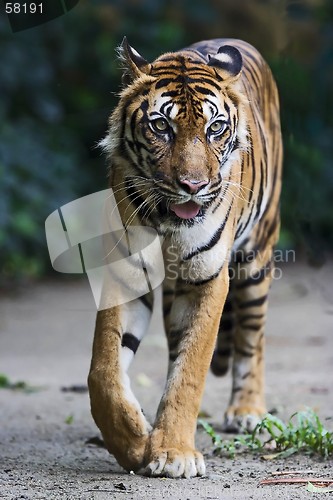 Image of Tiger