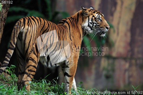 Image of Tiger