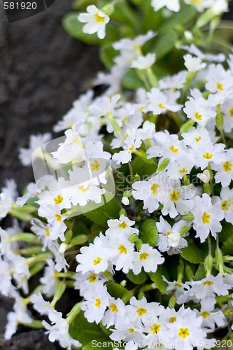 Image of forest flowers