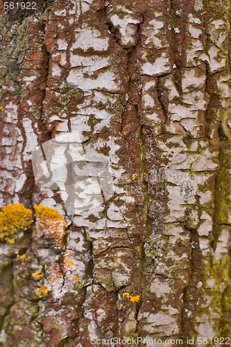 Image of birch bark