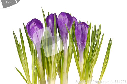 Image of Crocuses