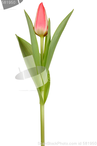 Image of Tulip