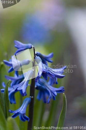 Image of blue hyacinth