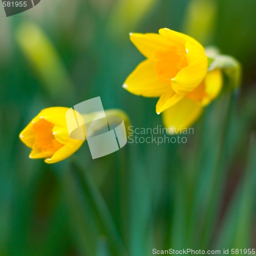 Image of yellow narcissuses 