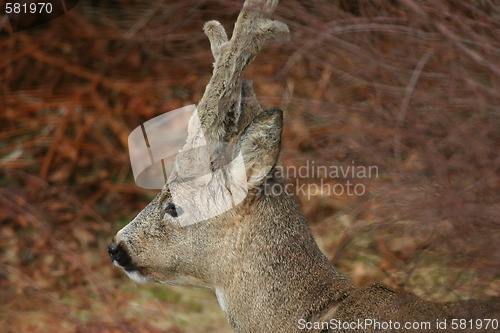 Image of capreolus capreolus 