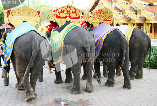 Image of Elephants