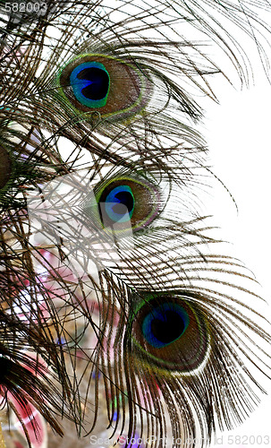 Image of Peacock feathers.