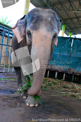 Image of Elephant