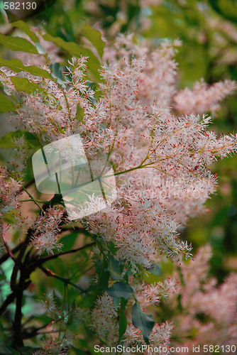 Image of Pink spring