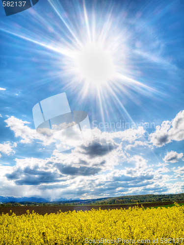 Image of Colza field under spring sun